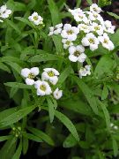 ����� ������� ����� ��������� ����, �����������, ������� � ����, ������ Lobularia maritima ������