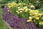 ���������� ������� ����� ��������� ����, �����������, ������� � ����, ������ Lobularia maritima ������