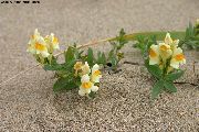 Льнянка альпийская, Льнянка японская Linaria