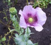 ��������� ������� ����� ��� ���������� ����, �����������, ������� � ����, ������ Papaver ������