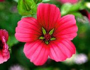 ������� ������� ����� ������ ����, �����������, ������� � ����, ������ Malope trifida ������
