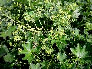 ������� ������� ����� �������� ����, �����������, ������� � ����, ������ Alchemilla ������