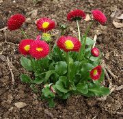 ������� ������� ����� ���������� ����, �����������, ������� � ����, ������ Bellis perennis ������