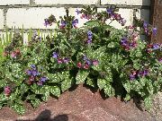 ��������� ������� ����� �������� ����, �����������, ������� � ����, ������ Pulmonaria ������