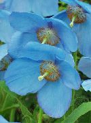 ������� ������� ����� ���������� ����, �����������, ������� � ����, ������ Meconopsis  ������