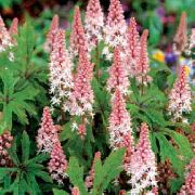 Тиарка (Тиарелла, Мителла, Теллима) Tiarella