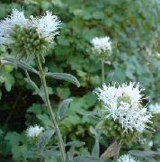 ����� ������� ����� ���������� ����, �����������, ������� � ����, ������ Monardella ������