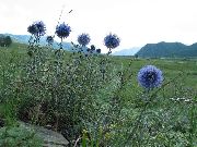 ������� ������� ����� ��������� ����, �����������, ������� � ����, ������ Echinops ������