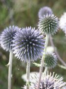 ������� ������� ����� ��������� ����, �����������, ������� � ����, ������ Echinops ������