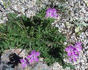 ������� ������� ����� ������� ����, �����������, ������� � ����, ������ Erodium  ������