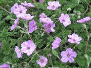 ��������� ������� ����� ������� ����, �����������, ������� � ����, ������ Erodium  ������