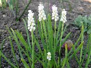����� ������� ����� ������� ����, �����������, ������� � ����, ������ Muscari  ������