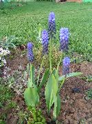������� ������� ����� ������� ����, �����������, ������� � ����, ������ Muscari  ������
