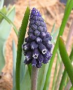 ������ ������� ����� ������� ����, �����������, ������� � ����, ������ Muscari  ������