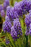 ���������� ������� ����� ������� ����, �����������, ������� � ����, ������ Muscari  ������
