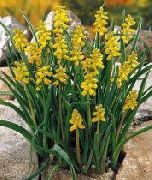 ������ ������� ����� ������� ����, �����������, ������� � ����, ������ Muscari  ������