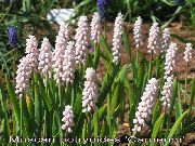 ������� ������� ����� ������� ����, �����������, ������� � ����, ������ Muscari  ������