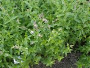 ���� �������� Mentha piperita