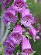 ��������� ������� ����� ����������� ����, �����������, ������� � ����, ������ Digitalis ������