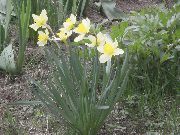 ����� ������� ����� ������� ����, �����������, ������� � ����, ������ Narcissus ������