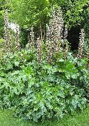����� ������� ����� �����  ����, �����������, ������� � ����, ������ Acanthus  ������