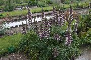 �������� ������� ����� �����  ����, �����������, ������� � ����, ������ Acanthus  ������