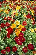 ������� ������� ����� ��������� ����, �����������, ������� � ����, ������ Tropaeolum  ������