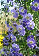 ������� ������� ����� ��������� ����, �����������, ������� � ����, ������ Tropaeolum  ������