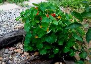 ��������� ������� ����� ��������� ����, �����������, ������� � ����, ������ Tropaeolum  ������