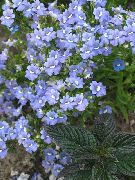 ������� ������� ����� ������� ����, �����������, ������� � ����, ������ Nemesia  ������