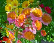 ��������� ������� ����� ������� ����, �����������, ������� � ����, ������ Nemesia  ������