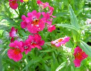 ������� ������� ����� ������� ����, �����������, ������� � ����, ������ Nemesia  ������