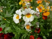 ����� ������� ����� ������� ����, �����������, ������� � ����, ������ Nemesia  ������