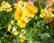 ������ ������� ����� ������� ����, �����������, ������� � ����, ������ Nemesia  ������