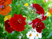 �������� ������� ����� ������� ����, �����������, ������� � ����, ������ Nemesia  ������