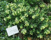 ������ ������� ����� ������ ����, �����������, ������� � ����, ������ Onosma  ������