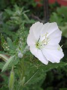 ����� ������� ����� ������� ���������� ����, �����������, ������� � ����, ������ Oenothera  ������