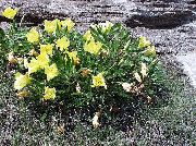 ������ ������� ����� ������� ���������� ����, �����������, ������� � ����, ������ Oenothera  ������