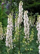 ����� ������� ����� ������ ����������� ����, �����������, ������� � ����, ������ Aconitum  ������