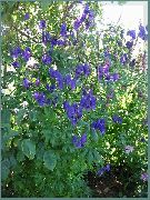 ����� ������� ����� ������ ����������� ����, �����������, ������� � ����, ������ Aconitum  ������