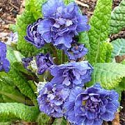 ����� ������� ����� ������� ����, �����������, ������� � ����, ������ Primula  ������