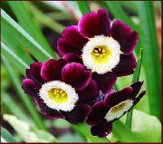 �������� ������� ����� ������� ����, �����������, ������� � ����, ������ Primula  ������