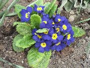 ����� ������� ����� ������� ����, �����������, ������� � ����, ������ Primula  ������