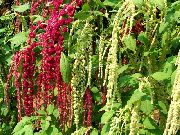 �������� ������� ����� ������� ��������� ����, �����������, ������� � ����, ������ Amaranthus caudatus ������