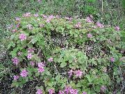 Княженика (Поляника) Rubus arcticus