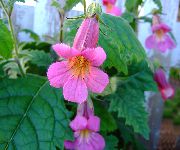 ������� ������� ����� �������� ����, �����������, ������� � ����, ������ Rehmannia  ������