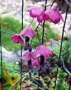 ������� ������� ����� ��������� ����, �����������, ������� � ����, ������ Rhodochiton  ������