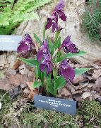 ���������� ������� ����� ������ ����, �����������, ������� � ����, ������ Roscoea  ������