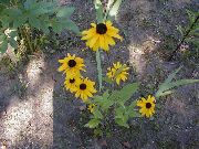 ������ ������� ����� �������� ����������� ����, �����������, ������� � ����, ������ Rudbeckia  ������