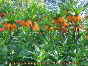 Рябчик (Фритиллария) Fritillaria